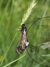 Бабочник опаленный 004